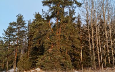 Aitoon kouluyhteisö avustaa taloudellisesti Ukrainan lapsia