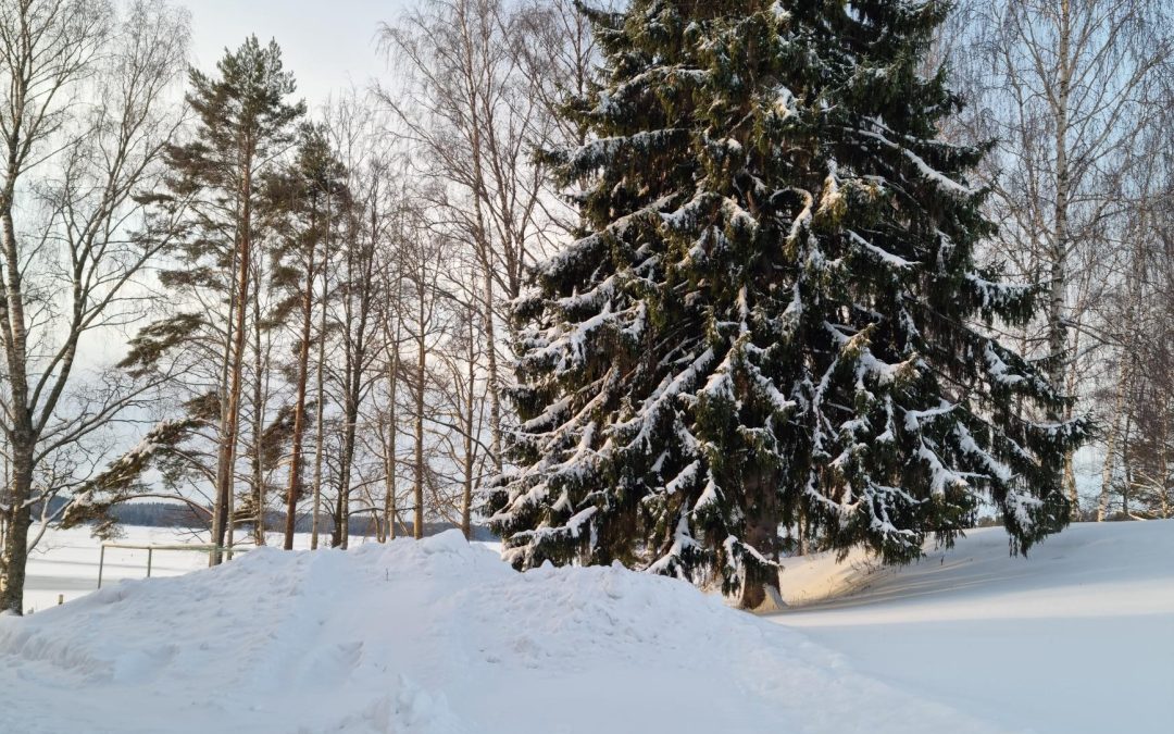 Aitoon Emäntäkoulu Oy ja Aitoon koulutuskeskus toivottavat kaikille rauhallista joulua ja valoisaa uutta vuotta