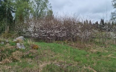 Hybridikoulupäivä perjantai 15.5